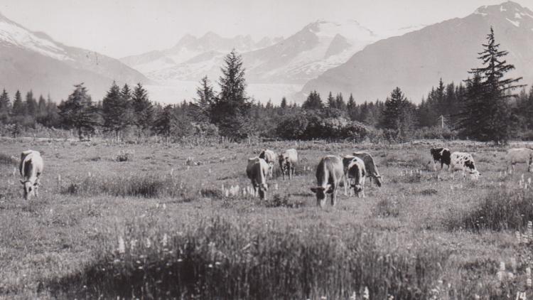 Cows on Glacier Highway