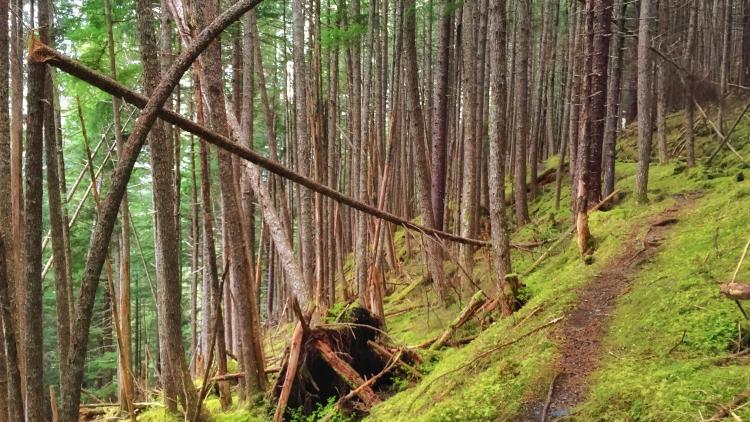 Bent Branch on Trail
