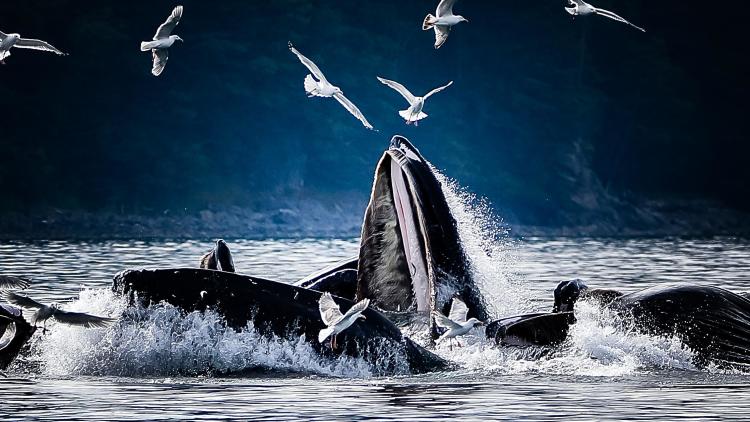 Whales bubble feeding