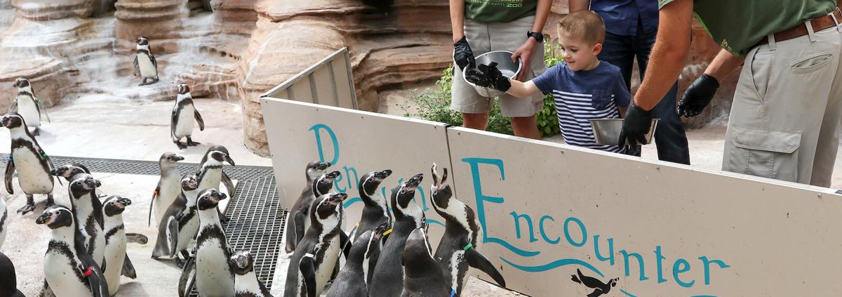 A young boy feeds several penguins at the Penguin Encounter exhibit at the Sedgwick County Zoo in Wichita