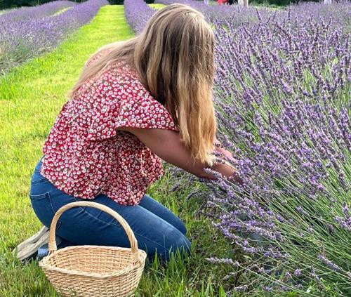 A woman picking lavender in a field
