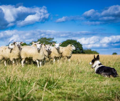 Image of sheep and dog in the field