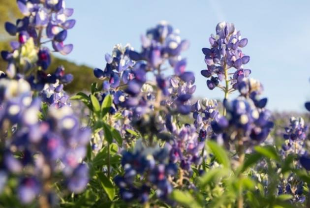 blue bonnets