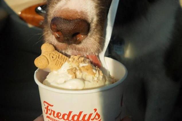 Pup Cup from Freddy's Frozen Custard and Steakburgers In Wichita, KS
