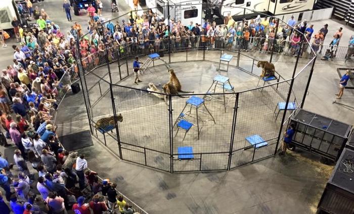 Tiger Expo