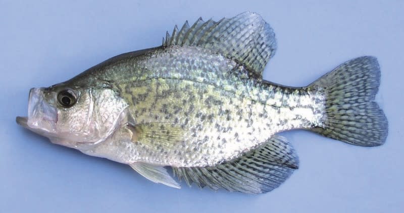 black crappie