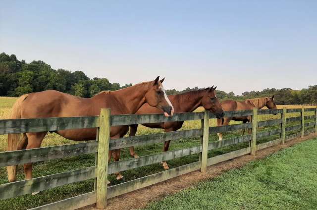 Horses along fencing at Cedarock Park