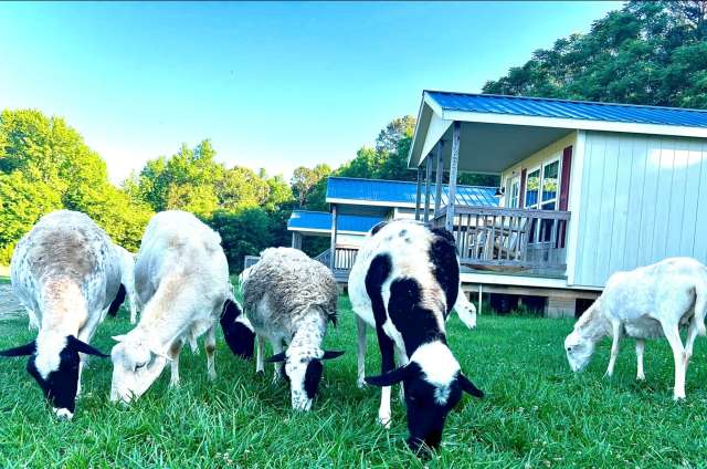 Goats grazing in front of tiny houses.