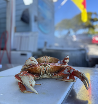 Dungeness Crab
