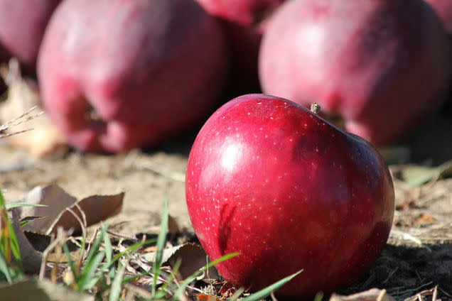 red apple large