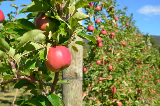 Wenatchee World - Organic Honeycrisp apples wait to be picked at the Piepel  Family Farms orchard along Grant Road near East Wenatchee Wednesday, Sept.  23, 2020. The trees are grown on a