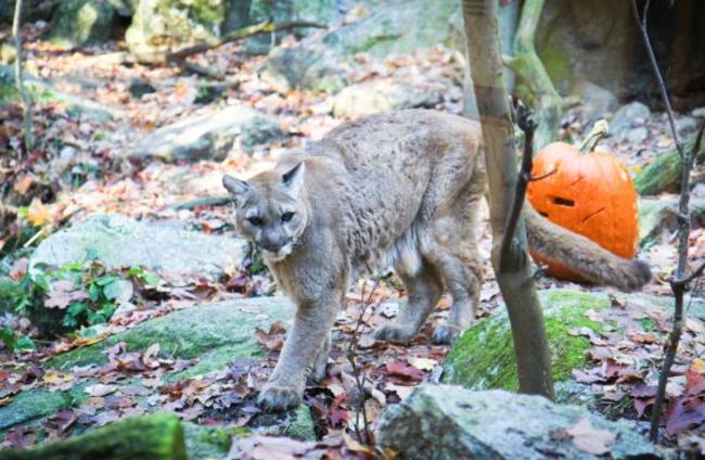 Squam Lakes Natural Science Center - Naturally Wild Halloween (Mountain Lion with Pumpkin)