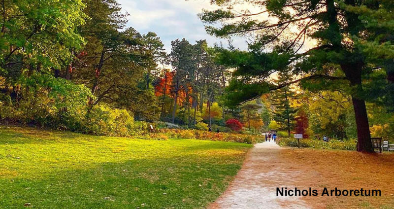 Nichols Arboretum