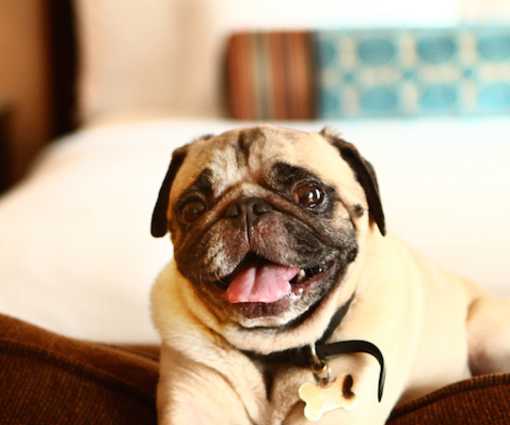 Pet Friendly Huntington Beach Dog Parks Beaches Hotels