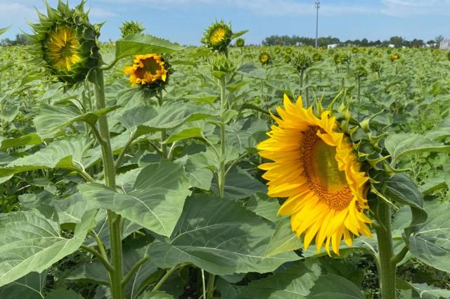 Jacquemin Farms Sunflower Field