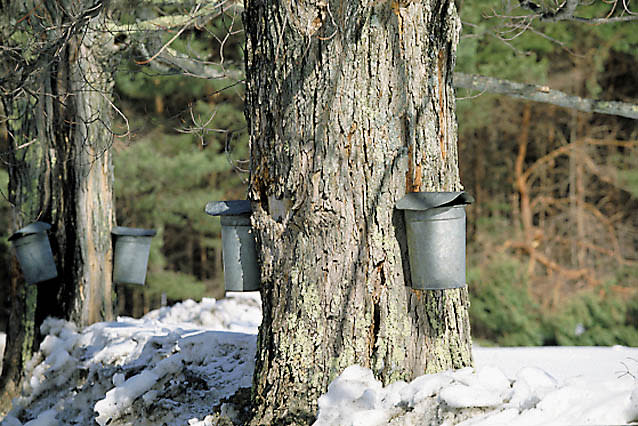 Maple trees tapped for for maple sap with metal buckets on each side