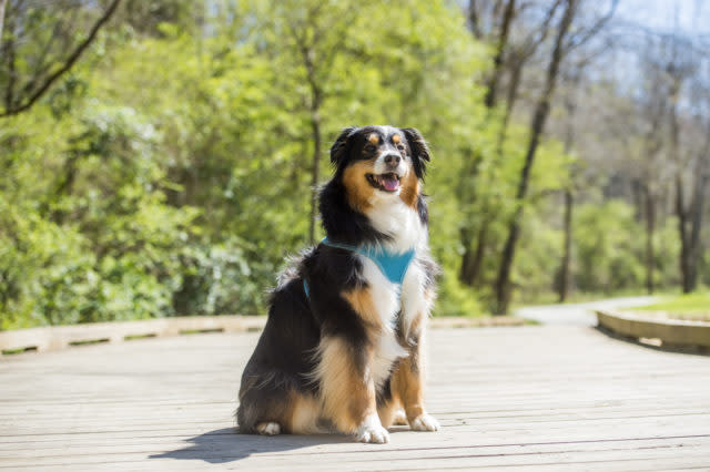black and brown dog