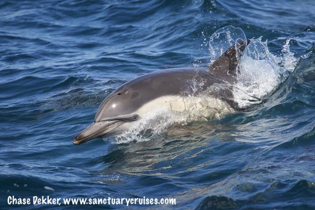 Dolphin