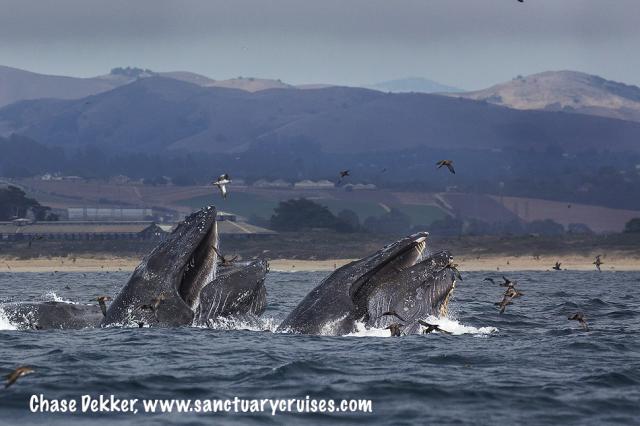 Humpback Whales