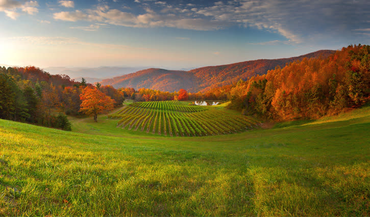 Fall Color Winery