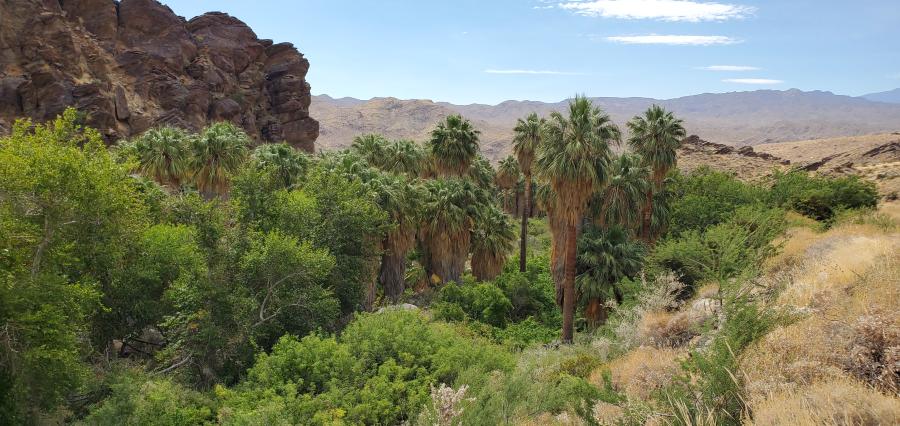 Palms in Anreas Canyon, part of Indian Canyons