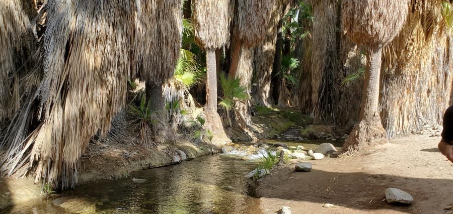 Stream at Andreas Canyon