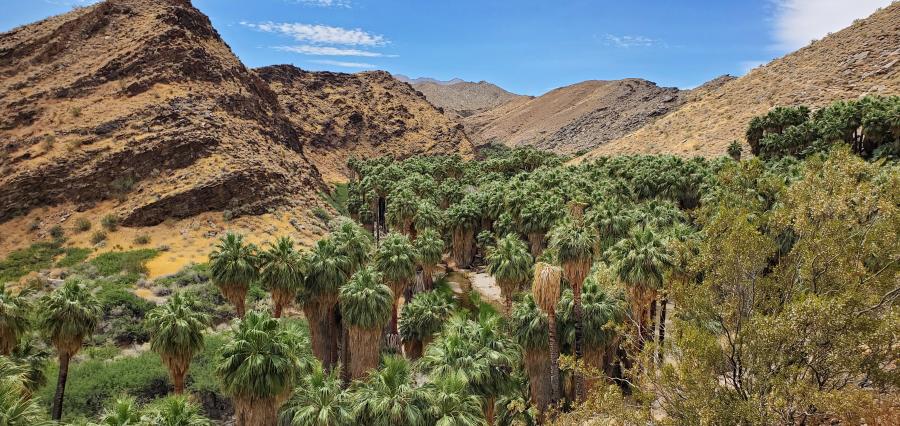 Hike in Palm Canyon with tree grove.