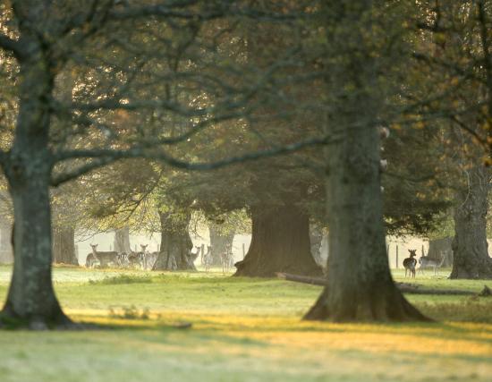 Deer in the trees in the winter in the New Forest