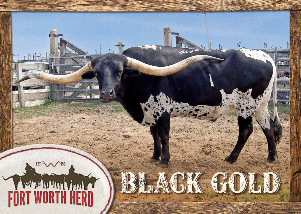 Black Gold