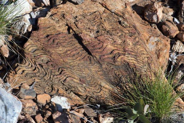 Stromatolites near Nullagine, part of the GeoHeritage Route on the Pilbara's Warlu Way