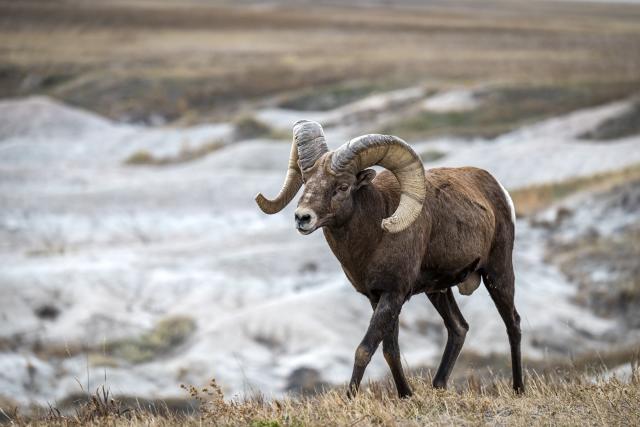 Badlands Winter Bighorn Sheep