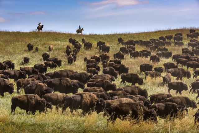Custer State Park Bison