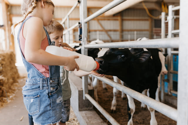 Children feeding cows at Berning Acres