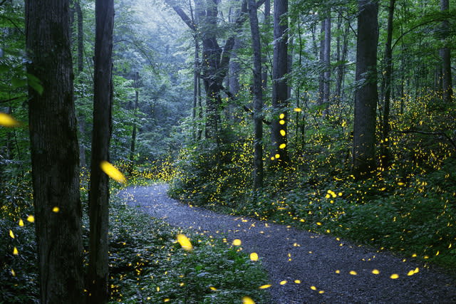 firefly_138764_path_synchronous_fireflies