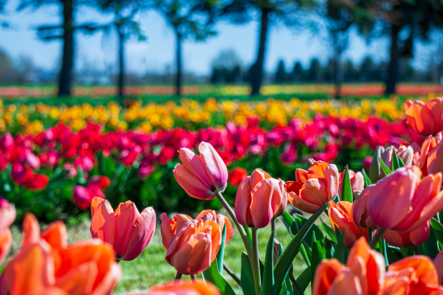 Colorful Tulips at Tulip Time in Holland, Michigan