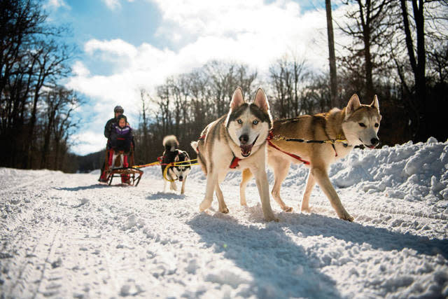 Huskies pulling sled on Laurel Mountain State Park trails