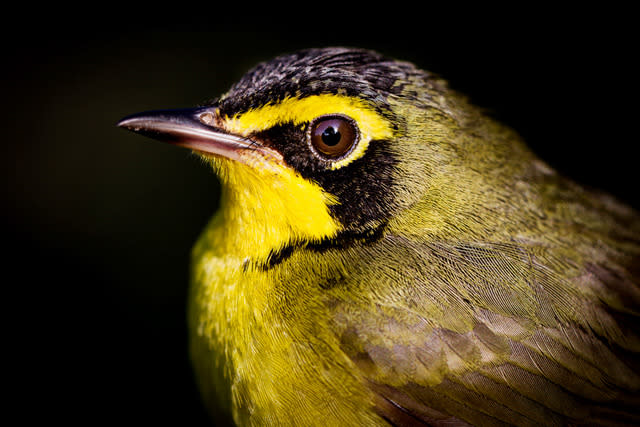 Photo Credit: Kentucky Warbler by Mark Gordon/Audubon Photography Awards