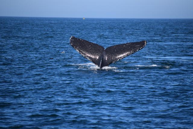 Whale Tail on Monterey Bay