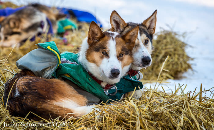 Yukon Quest Start - Fairbanks, Alaska