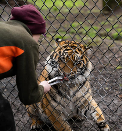 A tiger at Wildlife Safari being fed by staff member