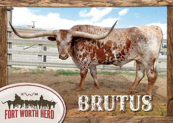 Brutus