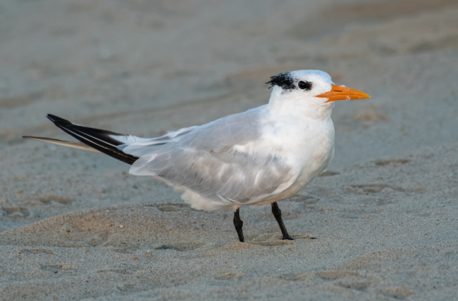 Royal Tern in the Inlet