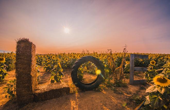 Beaver Dam Farm Sunflower Festival - LOVEworks