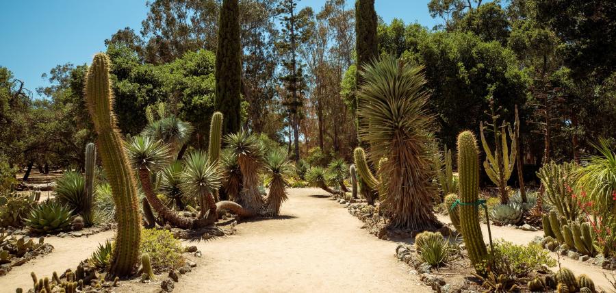 Stanford Arizona Cactus Garden