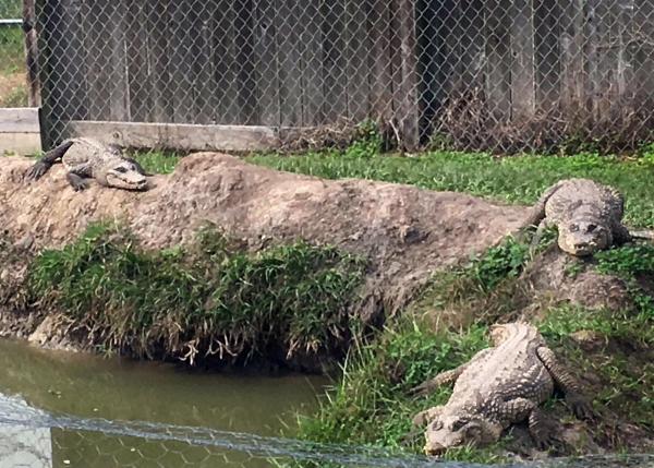 Gator Country Crocodiles
