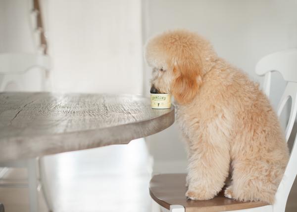A fluffy white puppy licking in a Johnson's Ice Cream cup