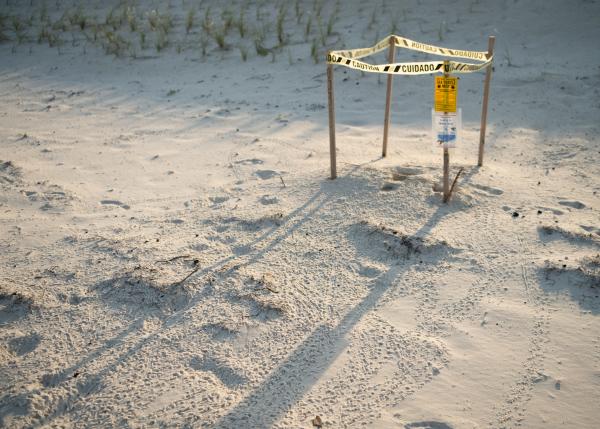 marked sea turtle nest with hatchling tracks coming from it.