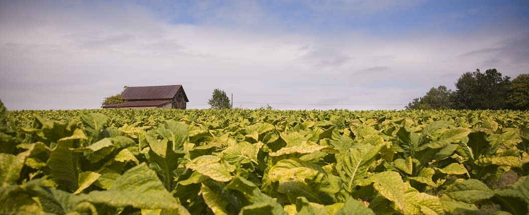 Southern VA Farm