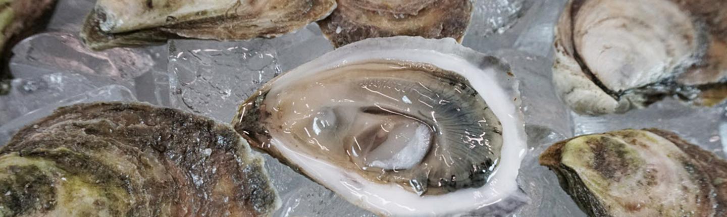 NATIONAL OYSTER DAY - August 5 - National Day Calendar