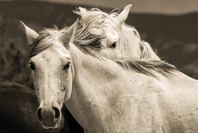 Two feral mustangs near Nageezi in San Juan County